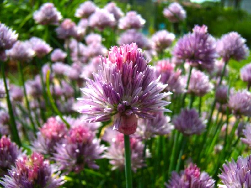 Purple Chive Flowers — Calm
