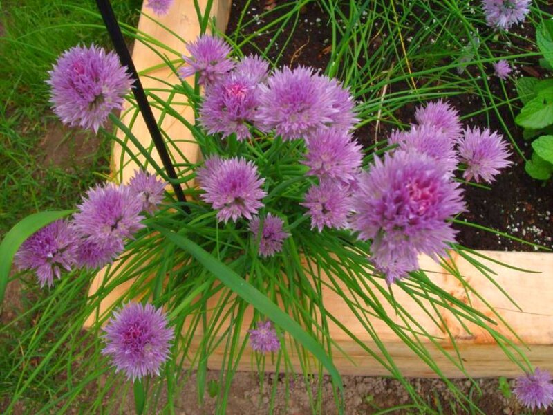 purple chive flowers in garden