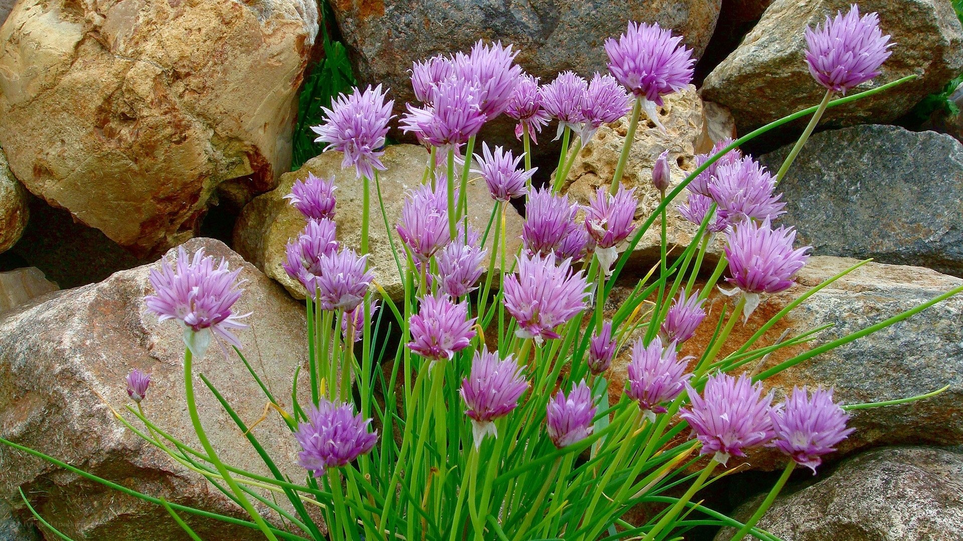 purple chive flowers in rocks