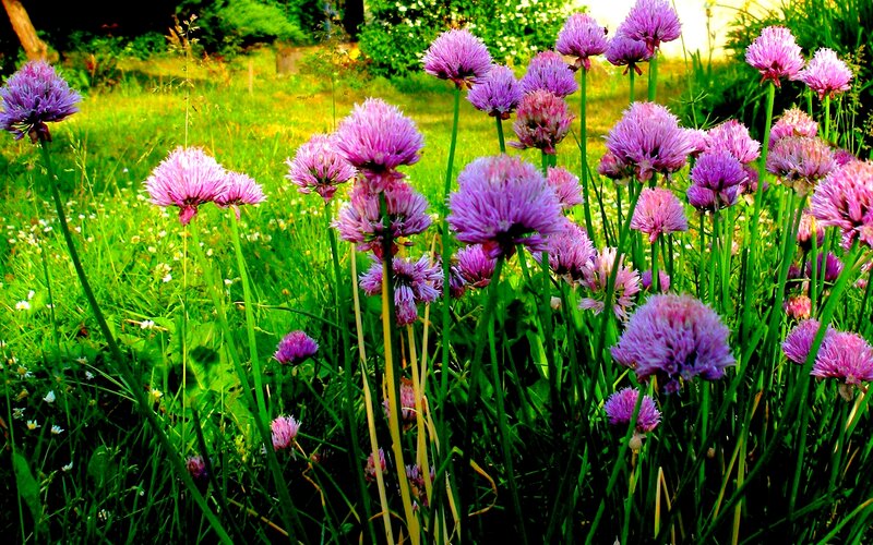 Purple Chive Flowers — Serene, Afternoon