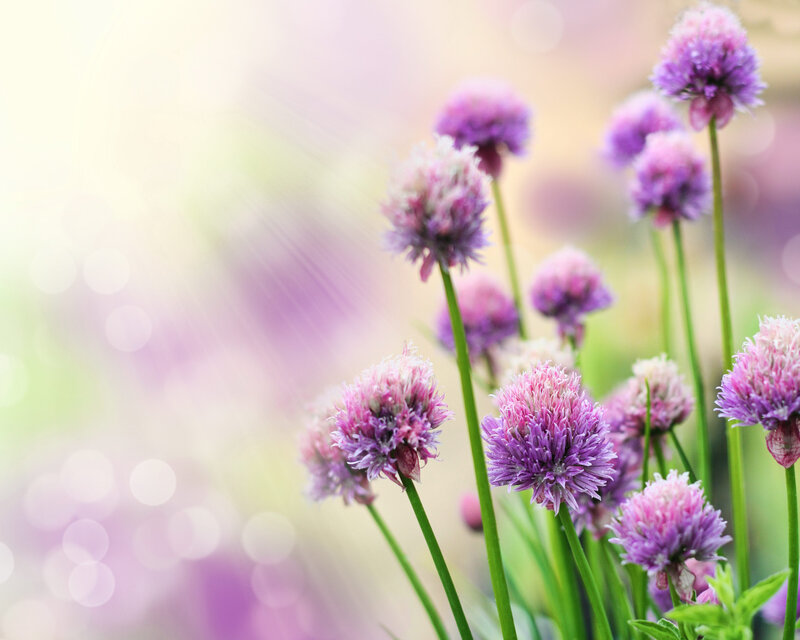 Purple Chive Flowers — Serene, Morning