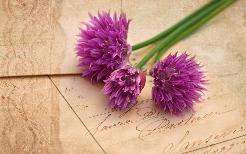 Purple Chive Flowers — Serene, Photograph, Green Stems