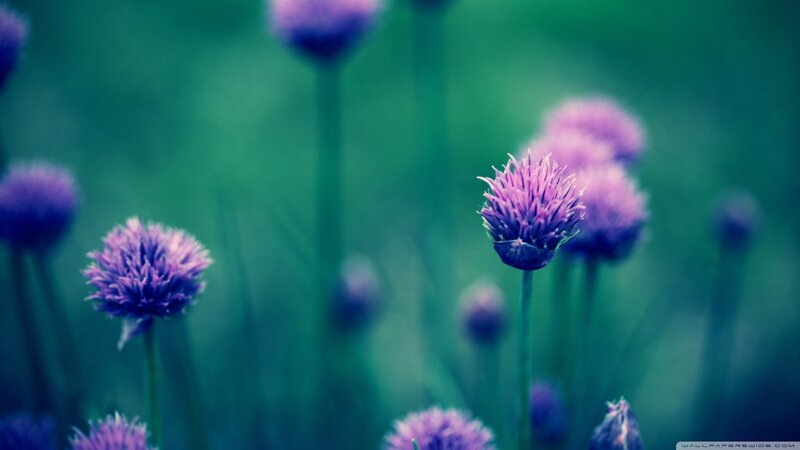Purple Chive Flowers — Serene, Photograph, Stems, Green Background