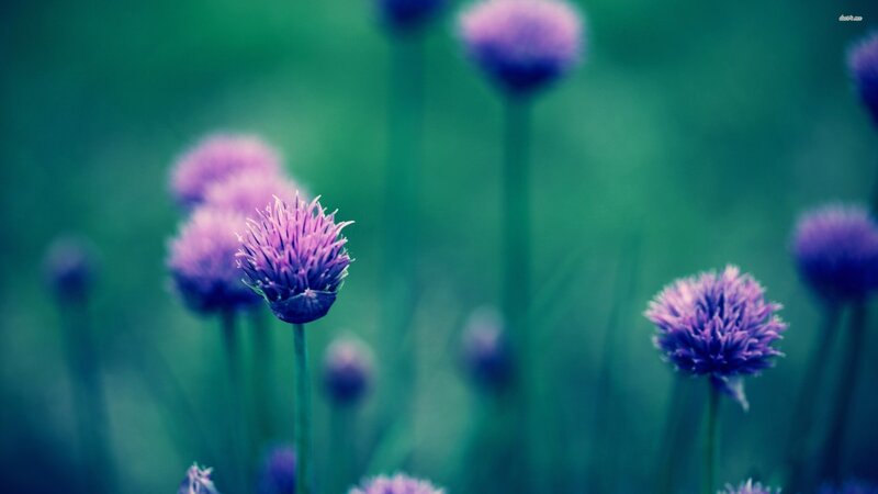 Purple Chive Flowers — Serene, Photograph, Stems