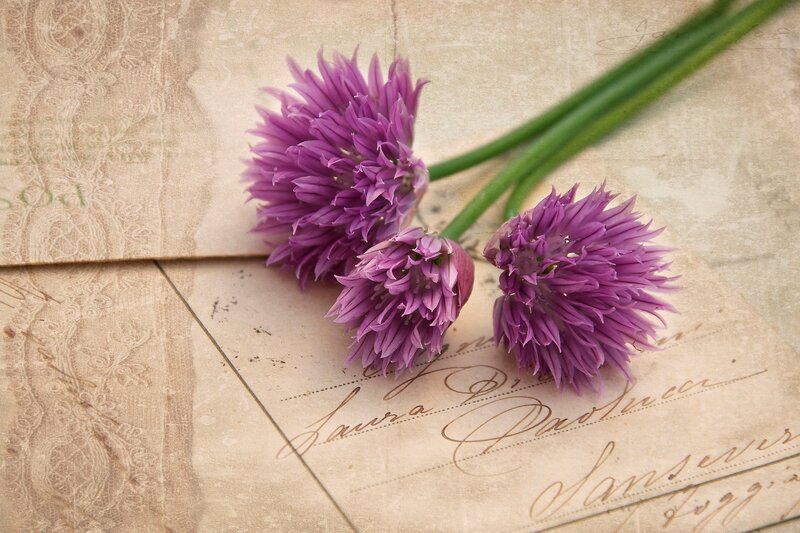 Purple Chive Flowers — Serene, Photograph