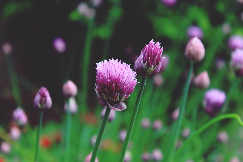 Purple Chive Flowers — Serene, Spring, Photograph, Buds