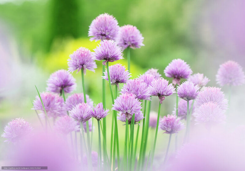 Purple Chive Flowers — Serene, Spring, Photograph, Green Stems