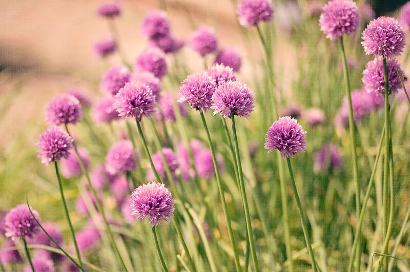 Purple Chive Flowers — Serene, Spring, Photograph, Stems