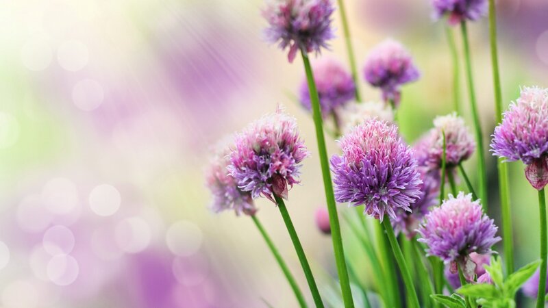 Purple Chive Flowers — Serene, Spring, Photograph