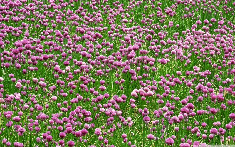 Purple Chive Flowers — Serene, Spring
