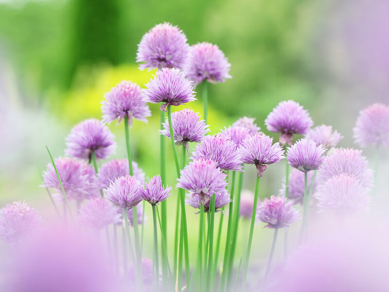 Purple Chive Flowers — Serene