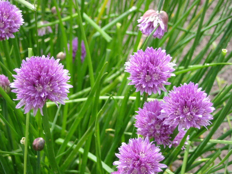 Purple Chive Flowers