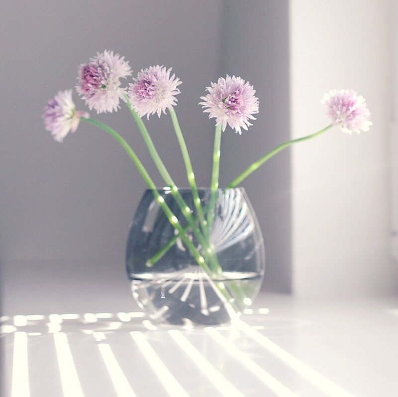 Purple Chive Flowers — White