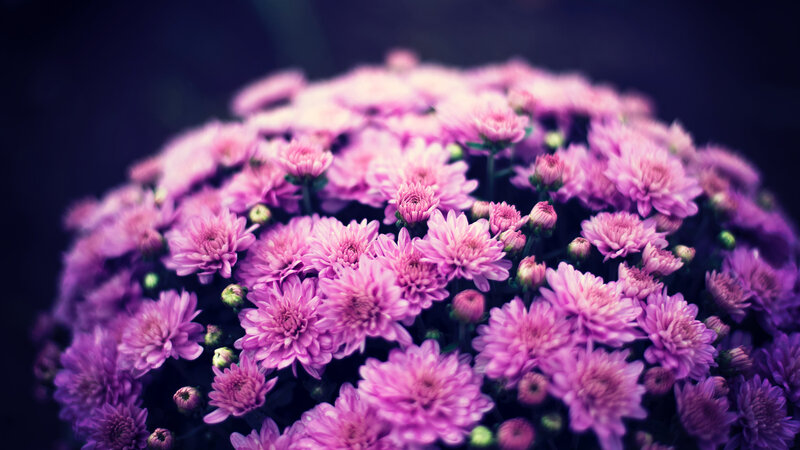 Purple Chrysanthemum Bouquet — Calm