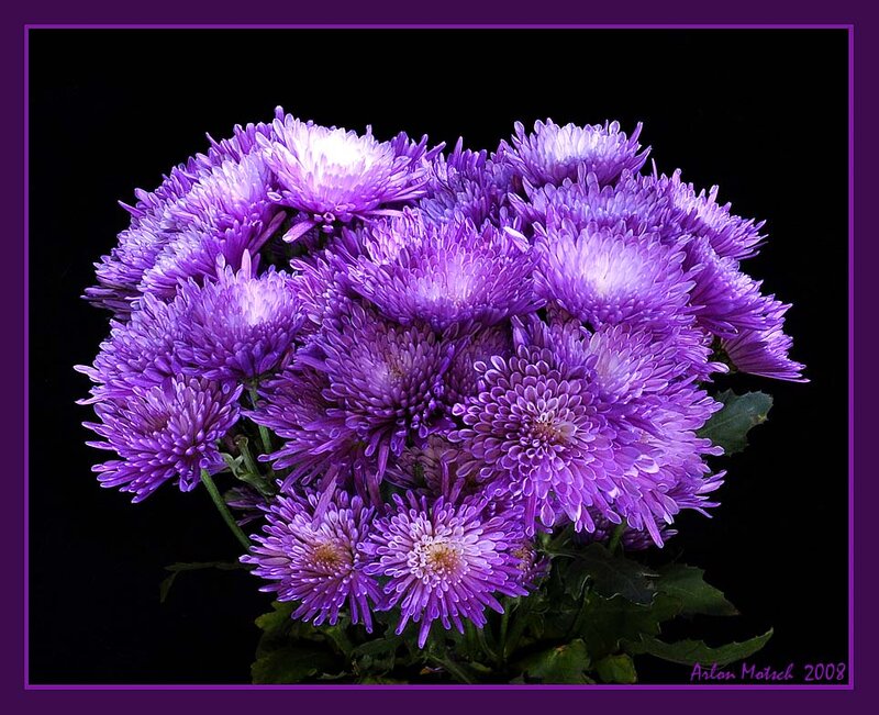 Purple Chrysanthemum Bouquet — Dramatic