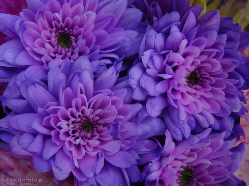 Purple chrysanthemum bouquet