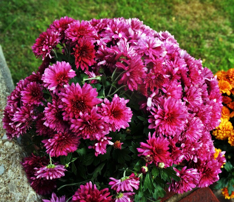 Purple Chrysanthemum Bouquet — Vibrant