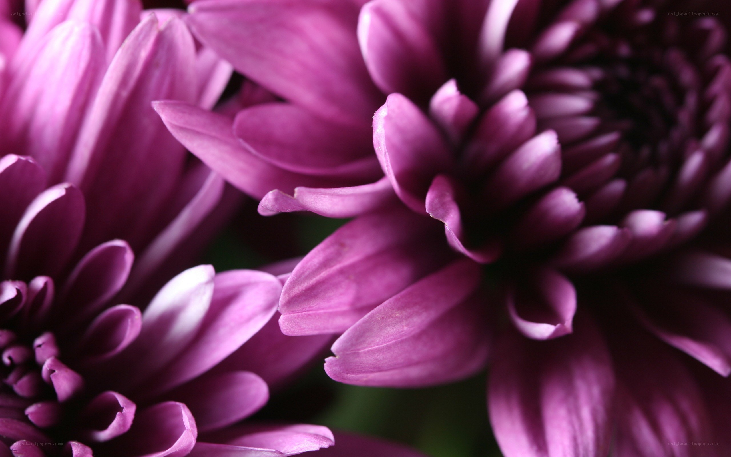 purple chrysanthemum close-up
