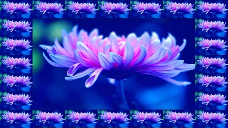 Purple Chrysanthemum Flower — Blue
