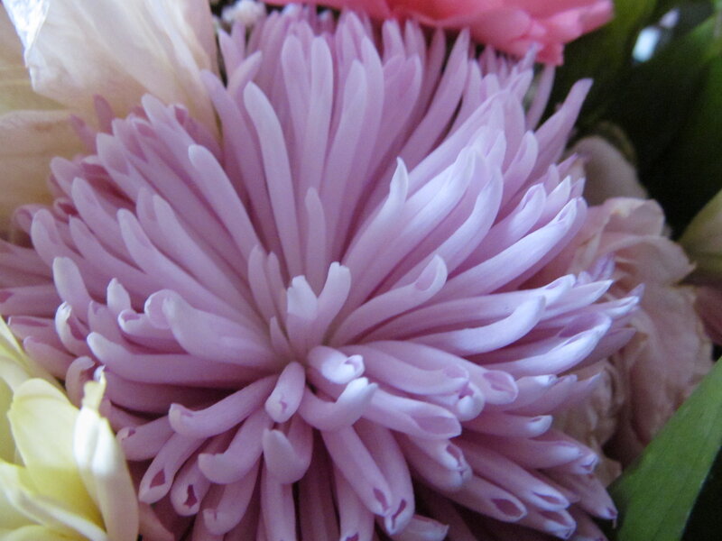 Purple Chrysanthemum Flower — Calm, Photograph, Pink Flower