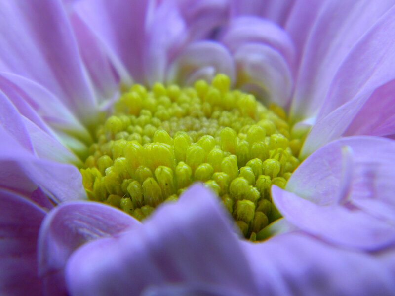 Purple Chrysanthemum Flower — Calm, Photograph