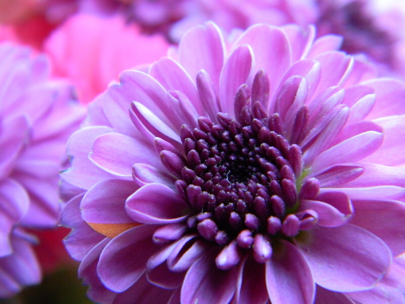 Purple Chrysanthemum Flower — Calm