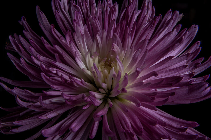 Purple Chrysanthemum Flower — Dramatic, Photograph, Petals, Center