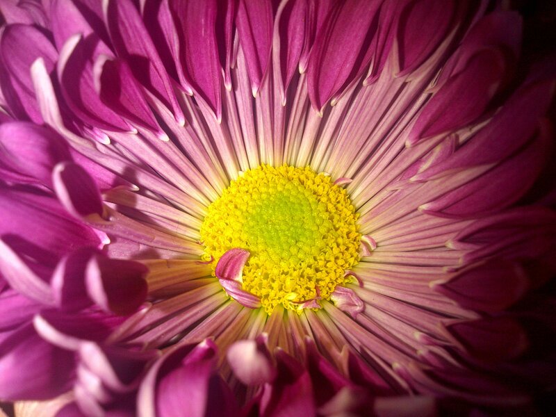 Purple Chrysanthemum Flower — Dramatic, Photograph