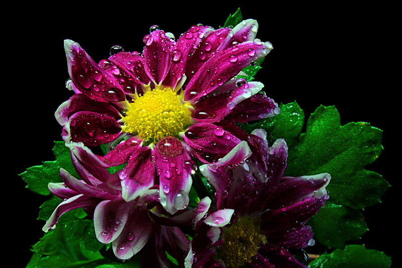 Purple Chrysanthemum Flower — Dramatic, Photograph, Water Droplets
