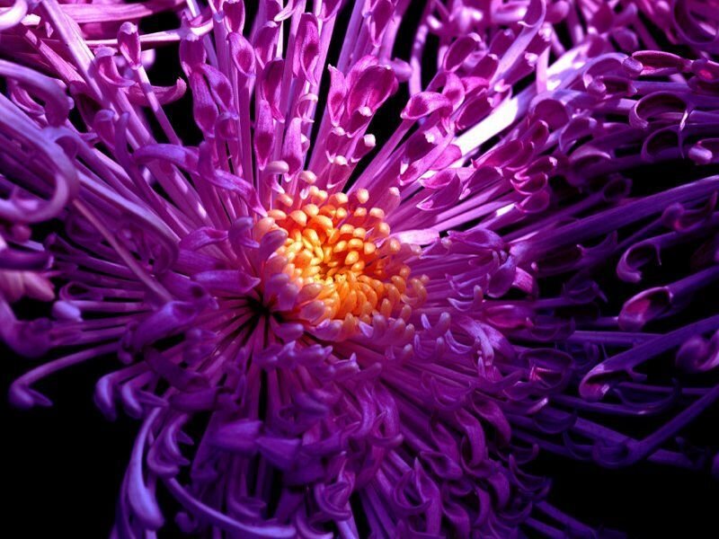 Purple Chrysanthemum Flower — Dramatic