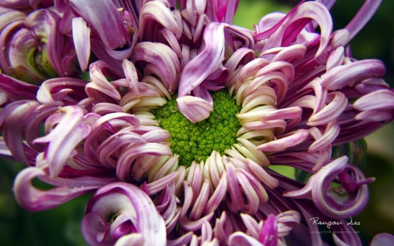 Purple Chrysanthemum Flower — Natural