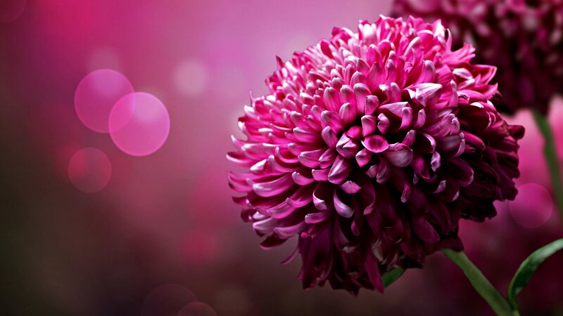 Purple Chrysanthemum Flower — Pink, Serene, Photograph, Bokeh