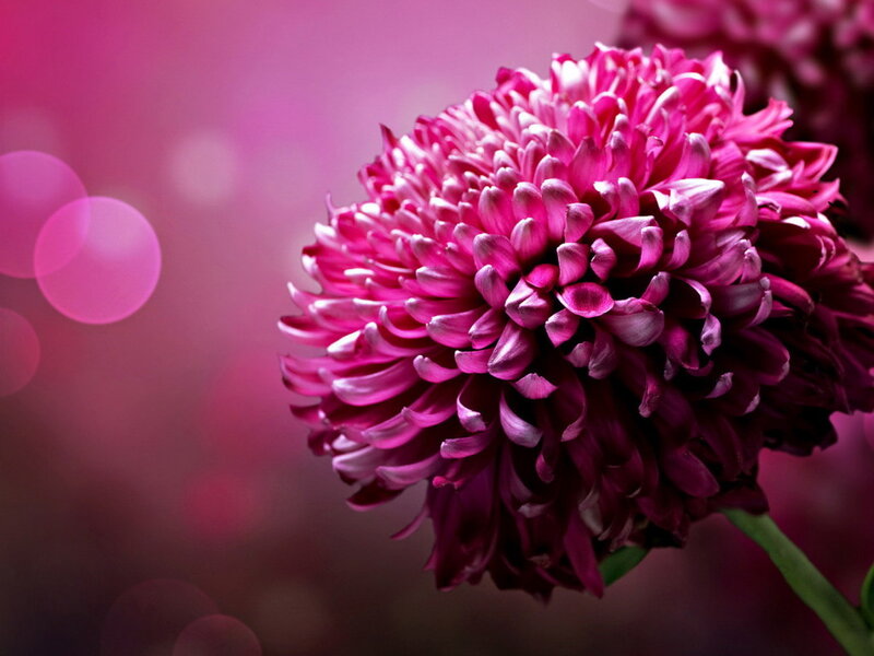 Purple Chrysanthemum Flower — Pink, Serene