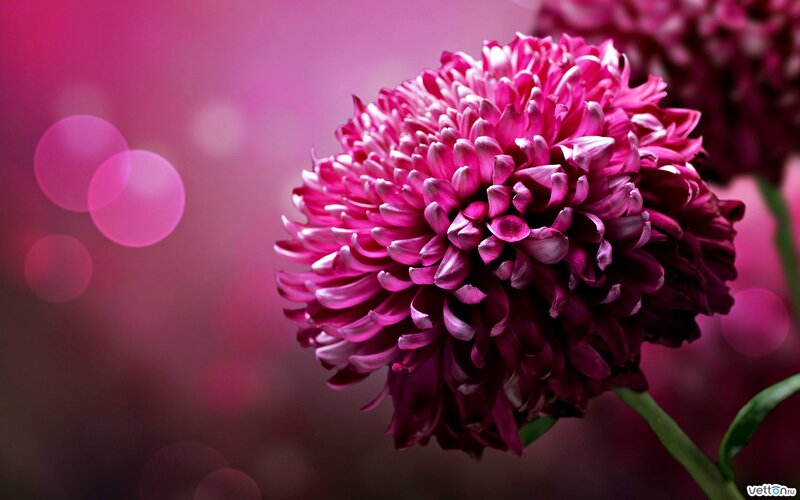 Purple Chrysanthemum Flower — Pink