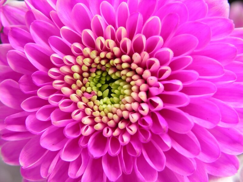 Purple Chrysanthemum Flower — Pink, Vibrant