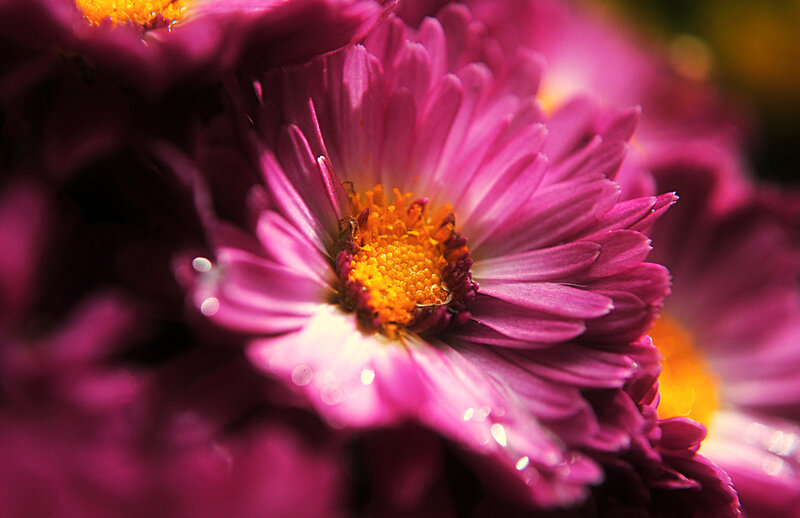Purple Chrysanthemum Flower — Vibrant, Photograph