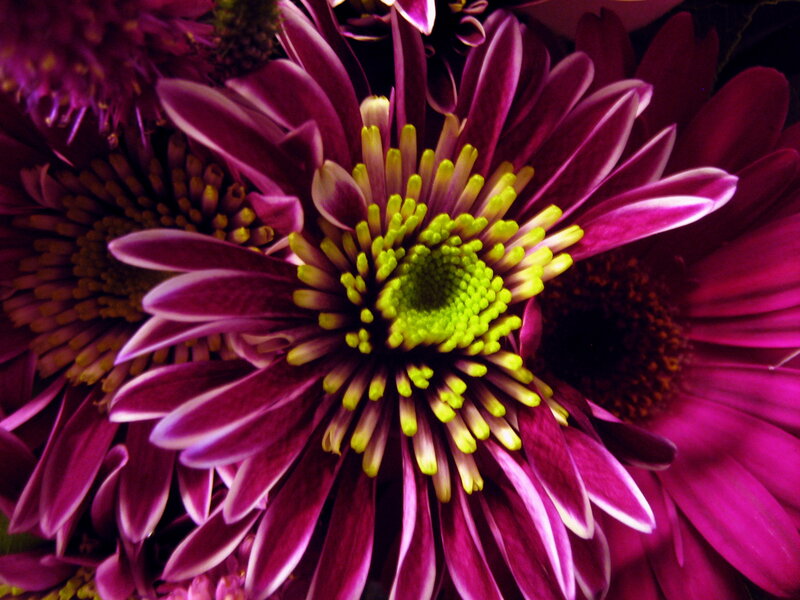 Purple Chrysanthemum Flower — Vibrant