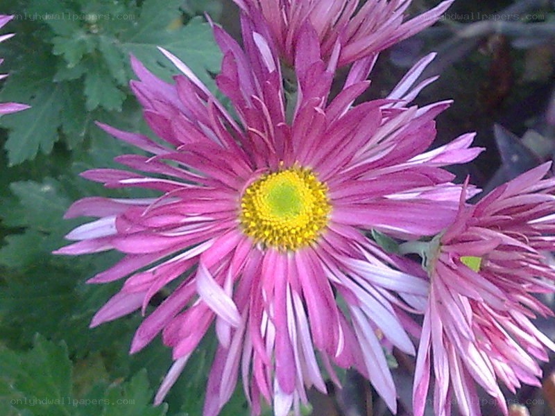 purple chrysanthemum flower