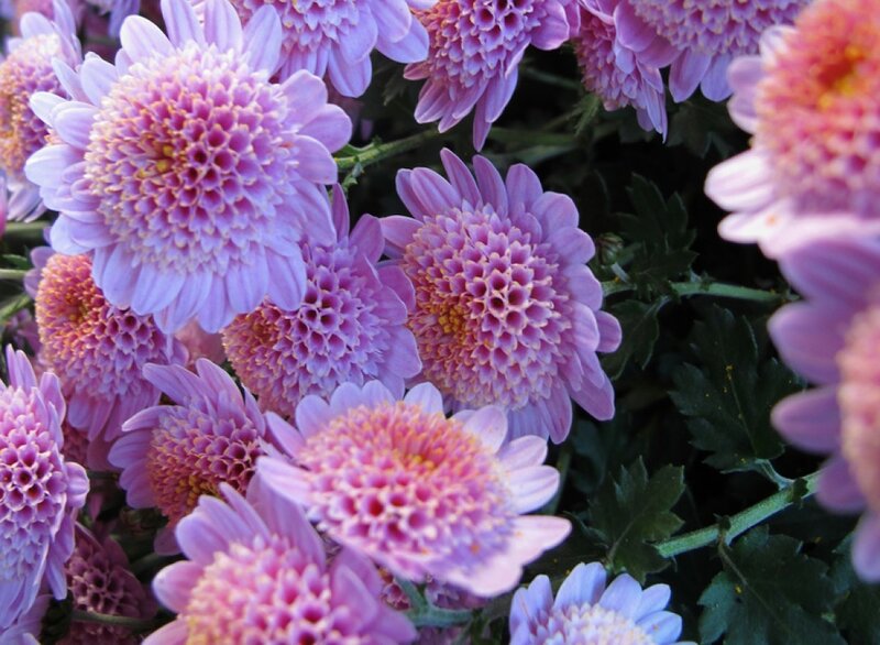 Purple Chrysanthemum Flowers — Calm, Afternoon