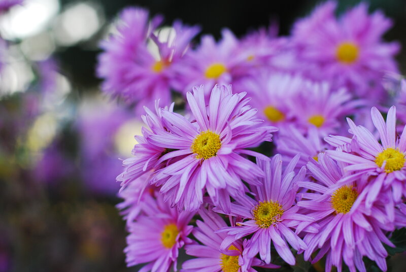 Purple Chrysanthemum Flowers — Calm, Autumn