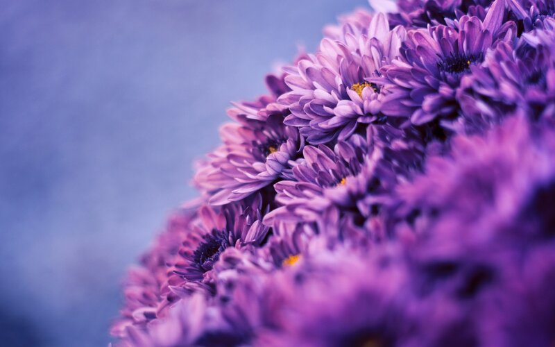 Purple Chrysanthemum Flowers — Calm, Photograph, Bloom