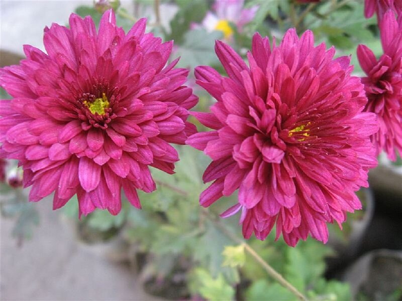 Purple Chrysanthemum Flowers — Calm, Photograph, Green Leaves, Flower Center