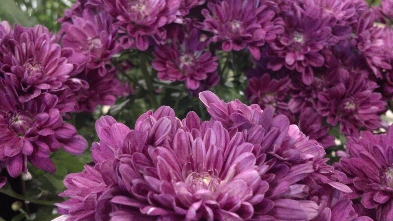 Purple Chrysanthemum Flowers — Calm, Photograph, Leaves
