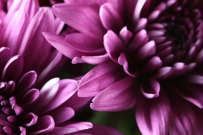 Purple Chrysanthemum Flowers — Calm, Photograph, Petals, Center