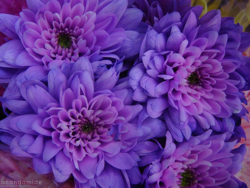 Purple Chrysanthemum Flowers — Calm, Photograph, Petals