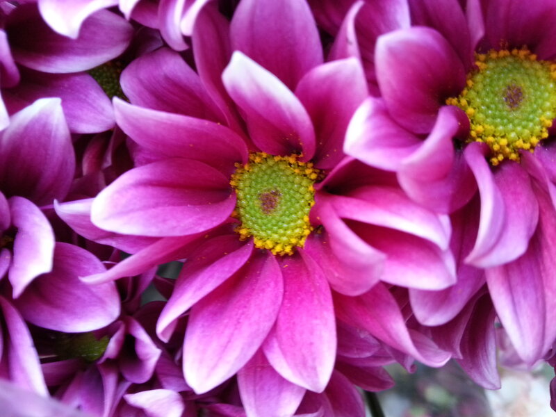 Purple Chrysanthemum Flowers — Calm, Photograph