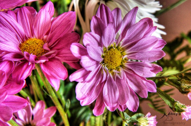 Purple Chrysanthemum Flowers — Calm, Photograph, Yellow Centers