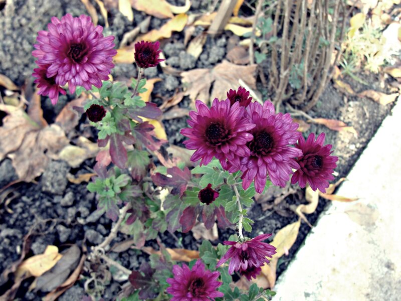 Purple Chrysanthemum Flowers — Calm