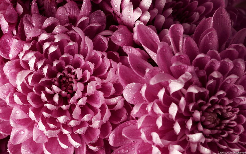 Purple Chrysanthemum Flowers — Detailed
