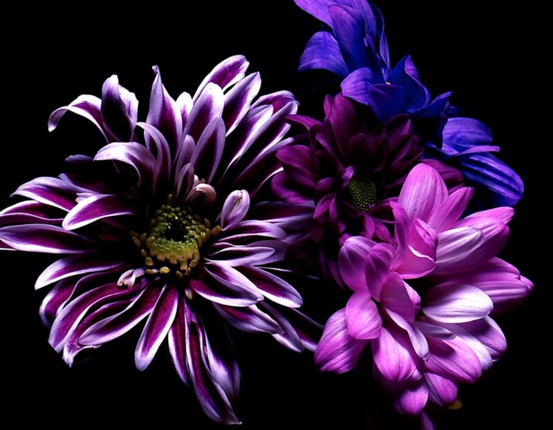 Purple Chrysanthemum Flowers — Dramatic